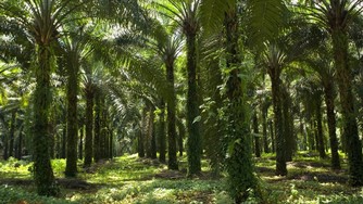 palmoelplantage-100__v-img__16__9__xl_-d31c35f8186ebeb80b0cd843a7c267a0e0c81647.jpg